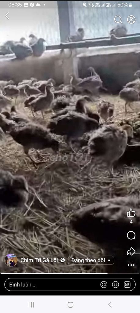 Trại thụy phương bán chim trĩ. Mua bán Chim tại Quận Long Biên Hà Nội được đăng bởi tổng kho sỉ hình 1