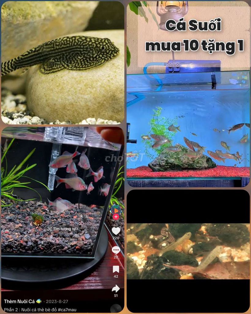 Cá cảnh Cá suối Đa dạng. Mua bán Thú cưng khác tại Quận Liên Chiểu Đà Nẵng được đăng bởi Trương Ngân Hà hình 1