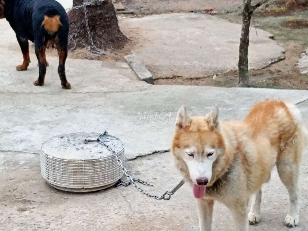 Chó Husky Vàng trắng Thuần chủng Đực. Mua bán Chó tại Huyện Châu Thành Long An được đăng bởi Nhân Rottweiler  hình 1