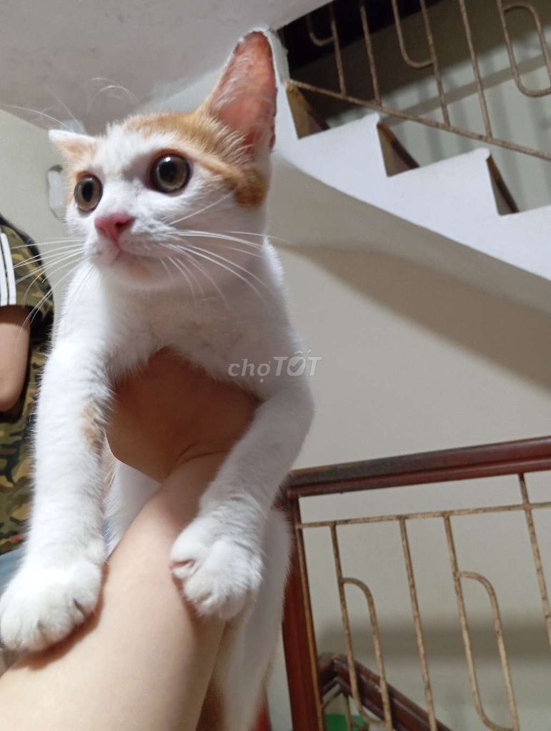 Mèo ta lai anh lông dài 3 tháng tuổi. Mua bán Mèo tại Quận Hai Bà Trưng Hà Nội được đăng bởi Meo Meo hình 3