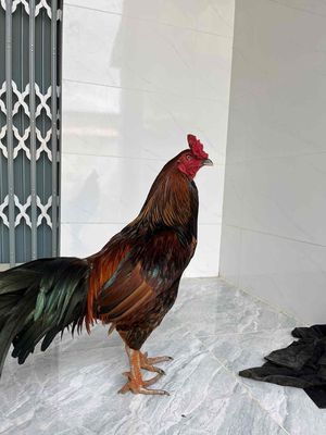 3ki5 tay tốt long mới hàng giỏi. Mua bán Gà tại Huyện Chợ Mới An Giang được đăng bởi minh lê