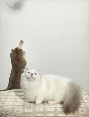 Phối mèo ragdoll chân lùn