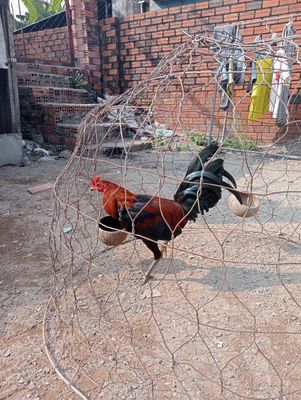 Gà tre giáp cuban hách gần 7th 1k4. Mua bán Gà tại Thành phố Dĩ An Bình Dương được đăng bởi gà tre lai 
