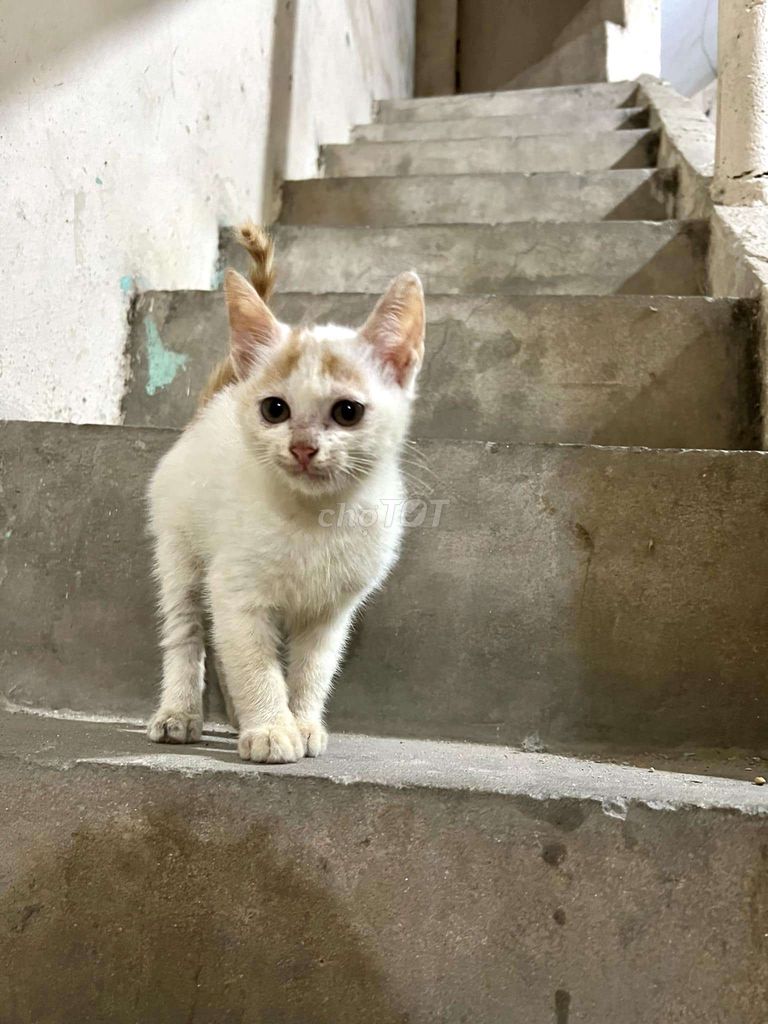 Cần bán mèo ta lai gấp trong sáng mai