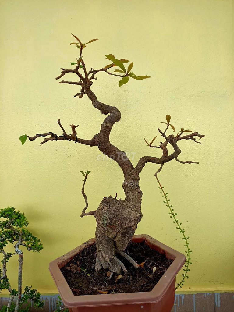 0399406285 - Lộc vừng linh sam sông hinh cây bonsai gl với ace