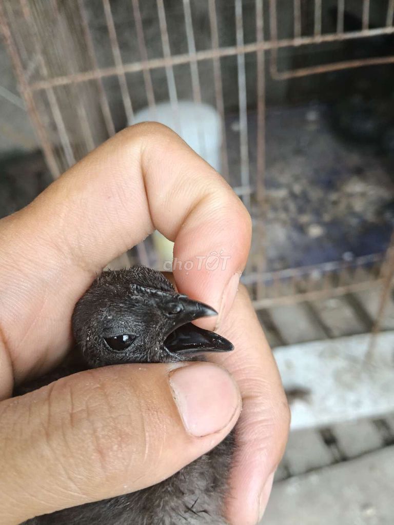 Gà Indonesia nhỏ 1 tháng đã tiêm. Mua bán Gà tại Huyện Hóc Môn Tp Hồ Chí Minh được đăng bởi Nguyễn van trọng hình 1