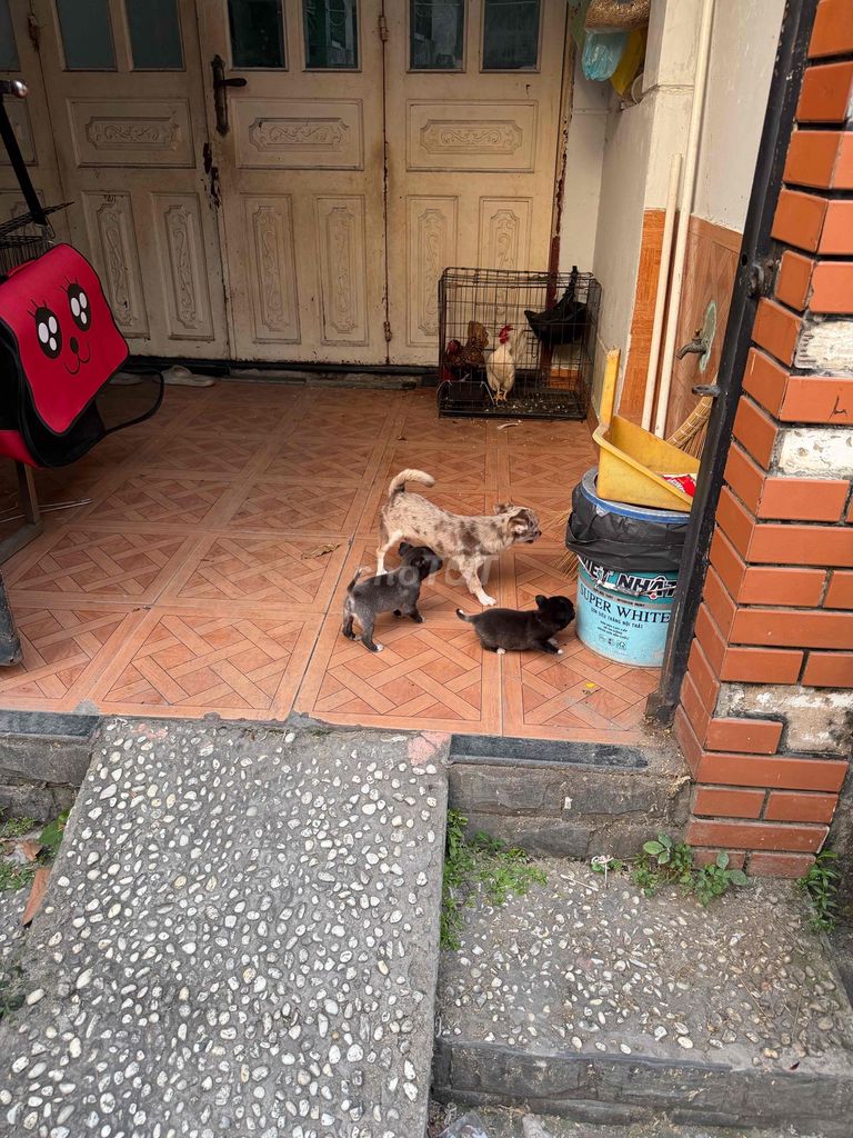 Chó Chihuahua cái. Mua bán Chó tại Quận 12 Tp Hồ Chí Minh được đăng bởi Kiến Vinh hình 1