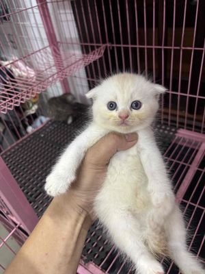 mèo aln. Mua bán Mèo tại Quận Cẩm Lệ Đà Nẵng được đăng bởi Thành