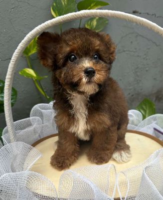 Chó poodle tai bướm màu socola 2,5 tháng tuổi. Mua bán Chó tại Quận Gò Vấp Tp Hồ Chí Minh được đăng bởi Phát Đạt 