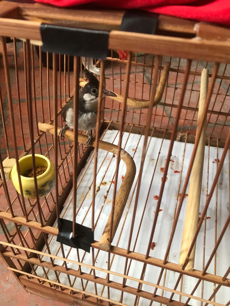 Chim chào mào 3 tháng thuần. Mua bán Chim tại Quận Hai Bà Trưng Hà Nội được đăng bởi Nghiem hình 1