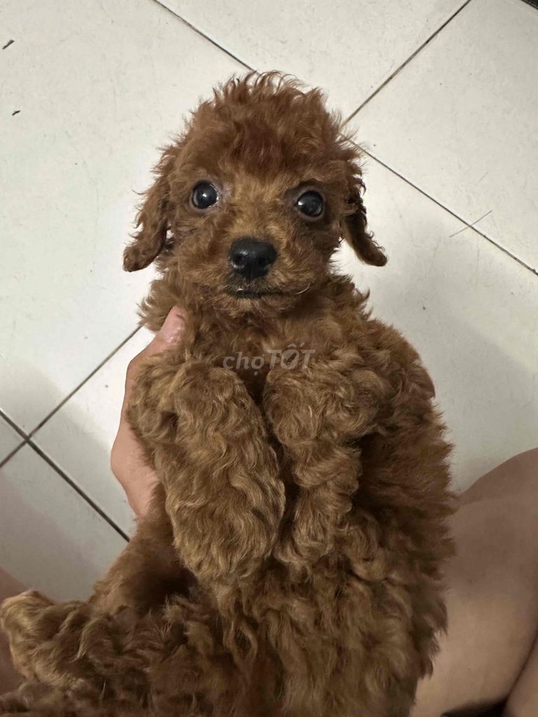 chó poodle vs phốc sóc. Mua bán Chó tại Thành phố Dĩ An Bình Dương được đăng bởi jing đạt hình 3