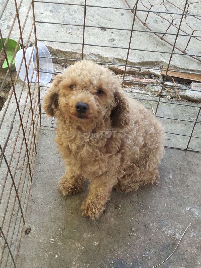 Chó Poodle nâu. Mua bán Chó tại Huyện Mỏ Cày Nam Bến Tre được đăng bởi Phú Lê hình 1