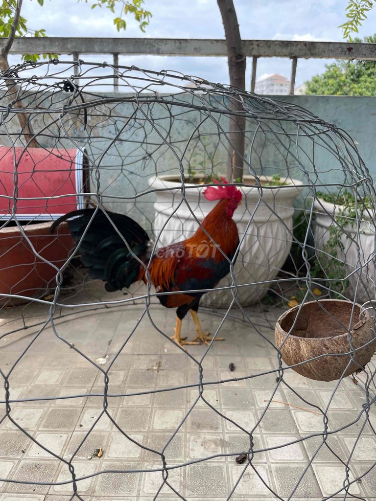 Bán Gà Tre 8 tháng tuổi