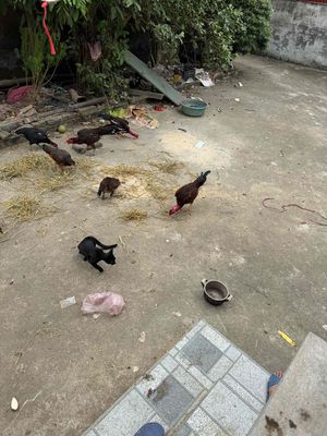 gà chọi tơ. Mua bán Gà tại Huyện Thái Thụy Thái Bình được đăng bởi Nhanh