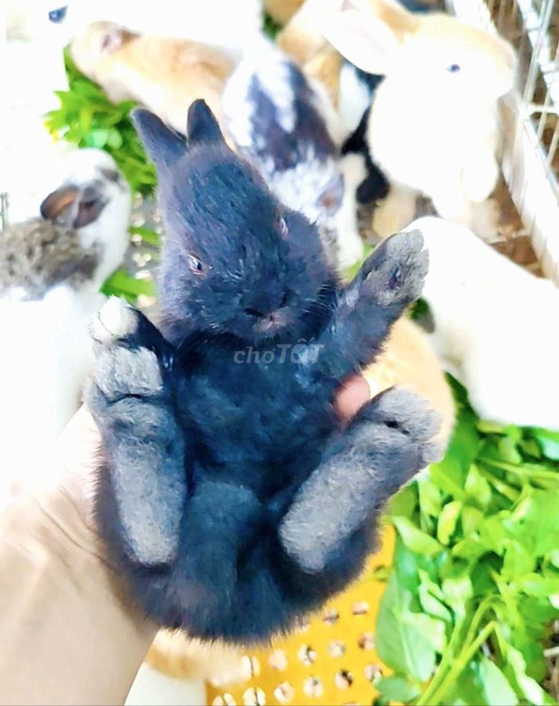 Thỏ cảnh đen. Mua bán Thú cưng khác tại Quận Nam Từ Liêm Hà Nội được đăng bởi Phạm Phương hình 1