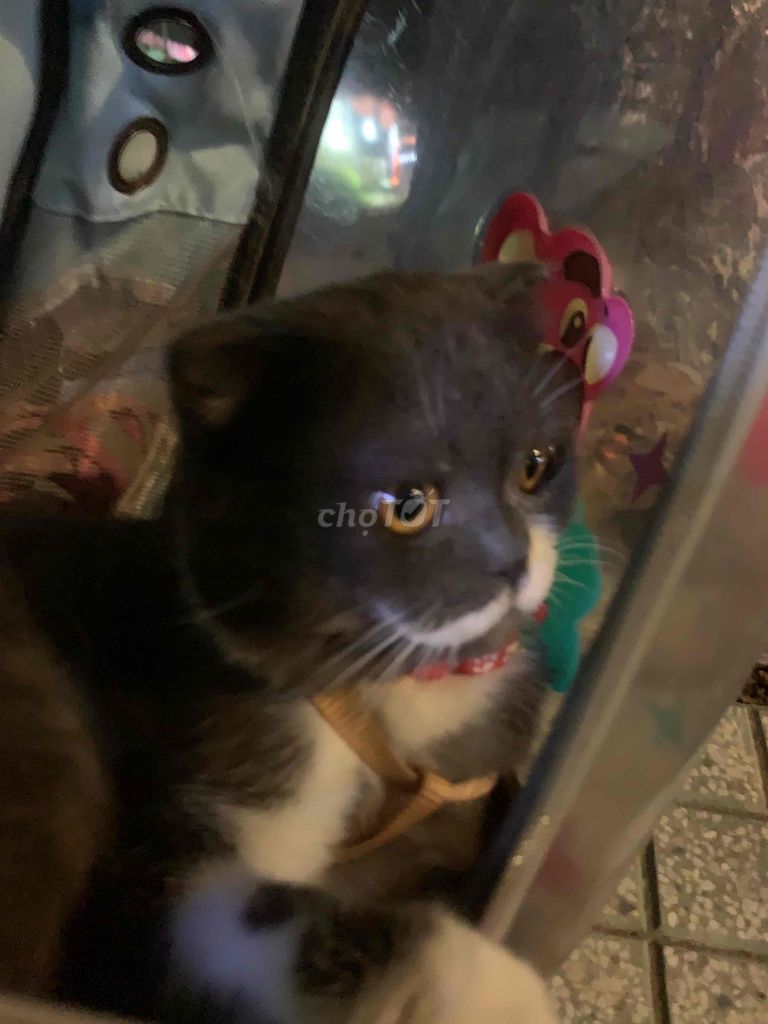 Mèo Anh lông ngắn đực. Mua bán Mèo tại Quận 12 Tp Hồ Chí Minh được đăng bởi Biên Thanh hình 1