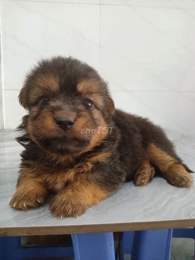 Chó Phốc sóc chân lùn mini bé tí tròn ú như bông. Mua bán Chó tại Quận 6 Tp Hồ Chí Minh được đăng bởi Tăng Chí Lương  hình 1
