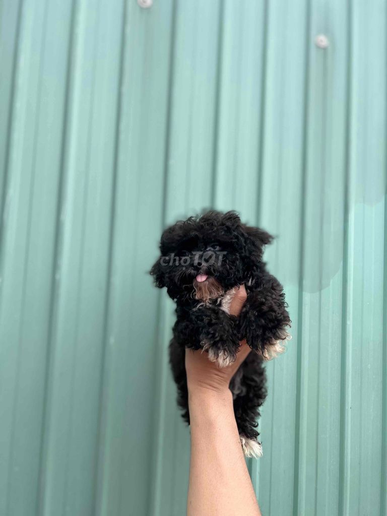 poodle tinicup xám trắng