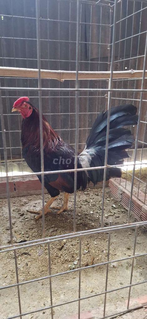 Gà Đực Đen Đỏ. Mua bán Gà tại Huyện Tân Trụ Long An được đăng bởi Thanh Liêm hình 1