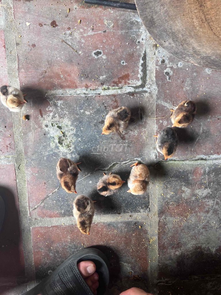 Gà con Nâu, Đen 8 con. Mua bán Gà tại Huyện Đan Phượng Hà Nội được đăng bởi Kiên Hữu hình 1