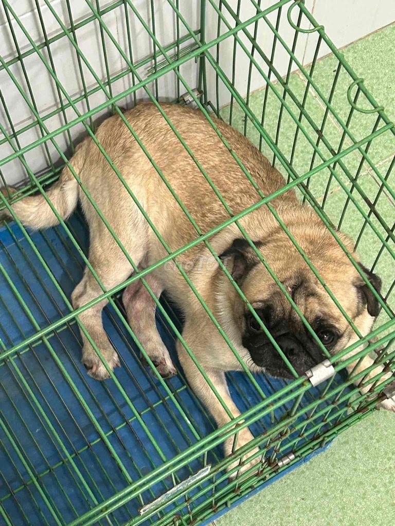 chó bug đực