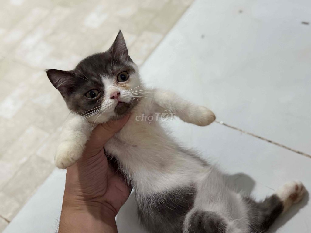 RÃ ĐÀN BẦY MÈO ANH LÔNG NGẮN/DÀI/MUNCHKIN. Mua bán Mèo tại Quận 8 Tp Hồ Chí Minh được đăng bởi Lazycat Room hình 3