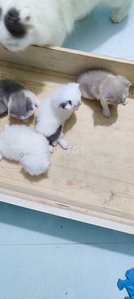 bán mèo. Mua bán Mèo tại Huyện Mai Châu Hòa Bình được đăng bởi Đặng thế long hình 5