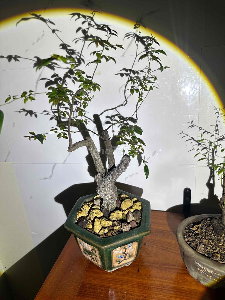 Cây cảnh Muội hồng Bonsai. Mua bán Cây cảnh, đồ trang trí tại Huyện Thường Tín Hà Nội được đăng bởi minh phúc hình 1