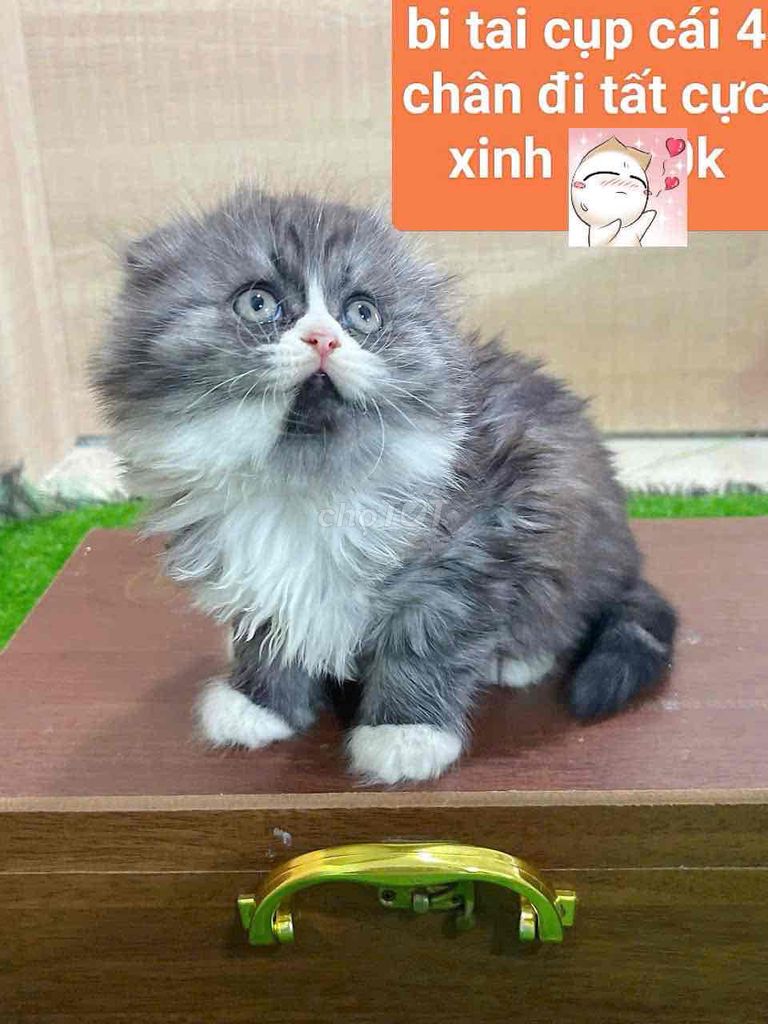 Mèo anh lông ngắn , xù nhiều bé cho bame lựa 😍. Mua bán Mèo tại Huyện Quốc Oai Hà Nội được đăng bởi Đỗ Hồng Sơn hình 1