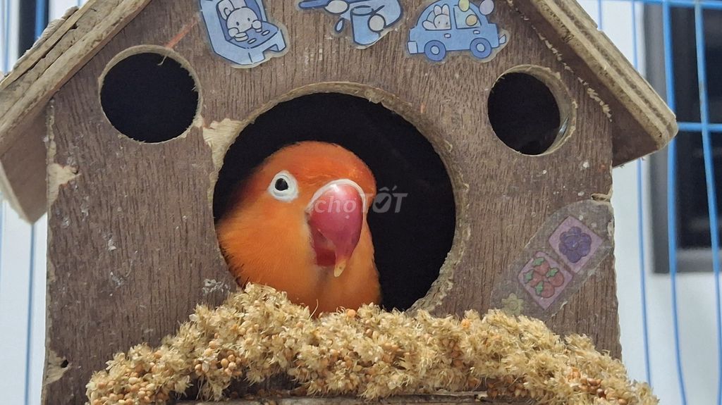 Chim Lovebird Đầu đỏ Cái tuổi sinh sản. Mua bán Chim tại Quận Hoàng Mai Hà Nội được đăng bởi Tú Nguyễn hình 1