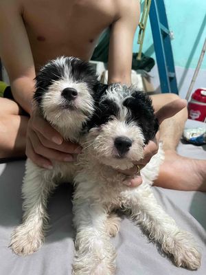 đàn poodle con nhà đẻ