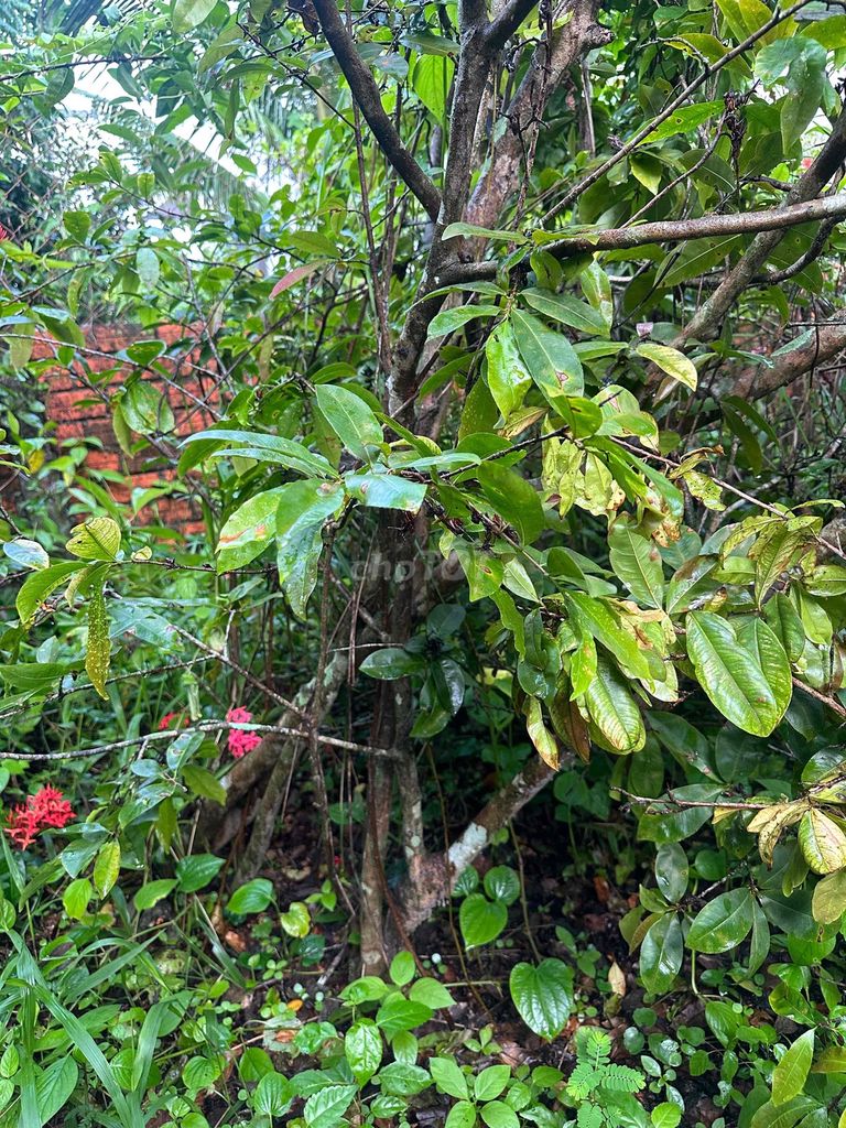 Cây mai Cổ chân. Mua bán Cây cảnh, đồ trang trí tại Huyện Long Hồ Vĩnh Long được đăng bởi Hieu Huynh hình 1