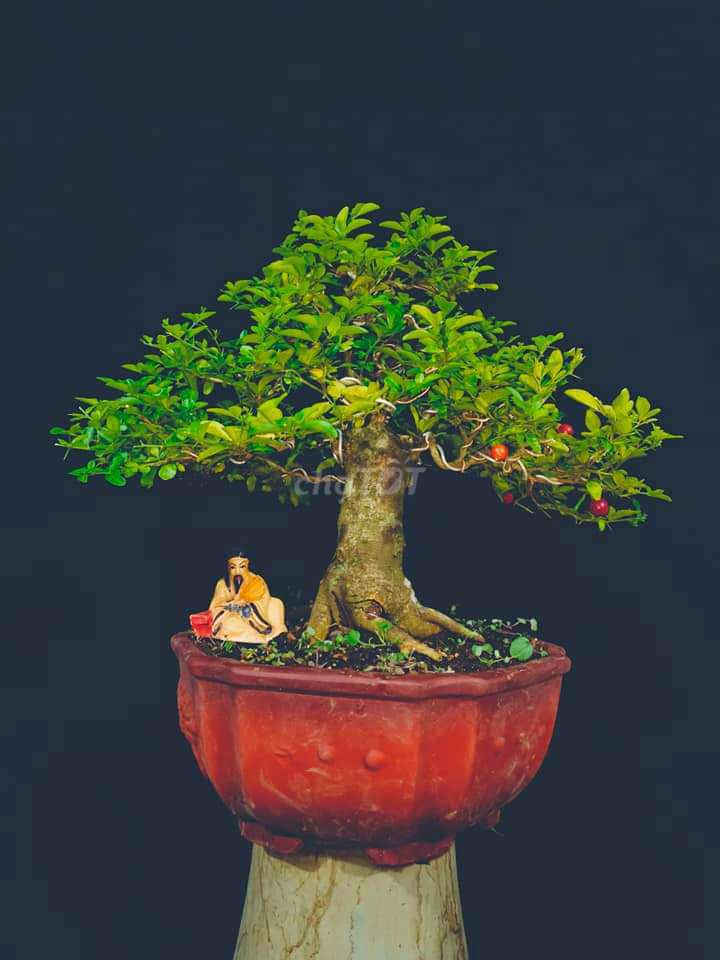 Cây Kim Quýt bonsai phong thủy cao 30cm.