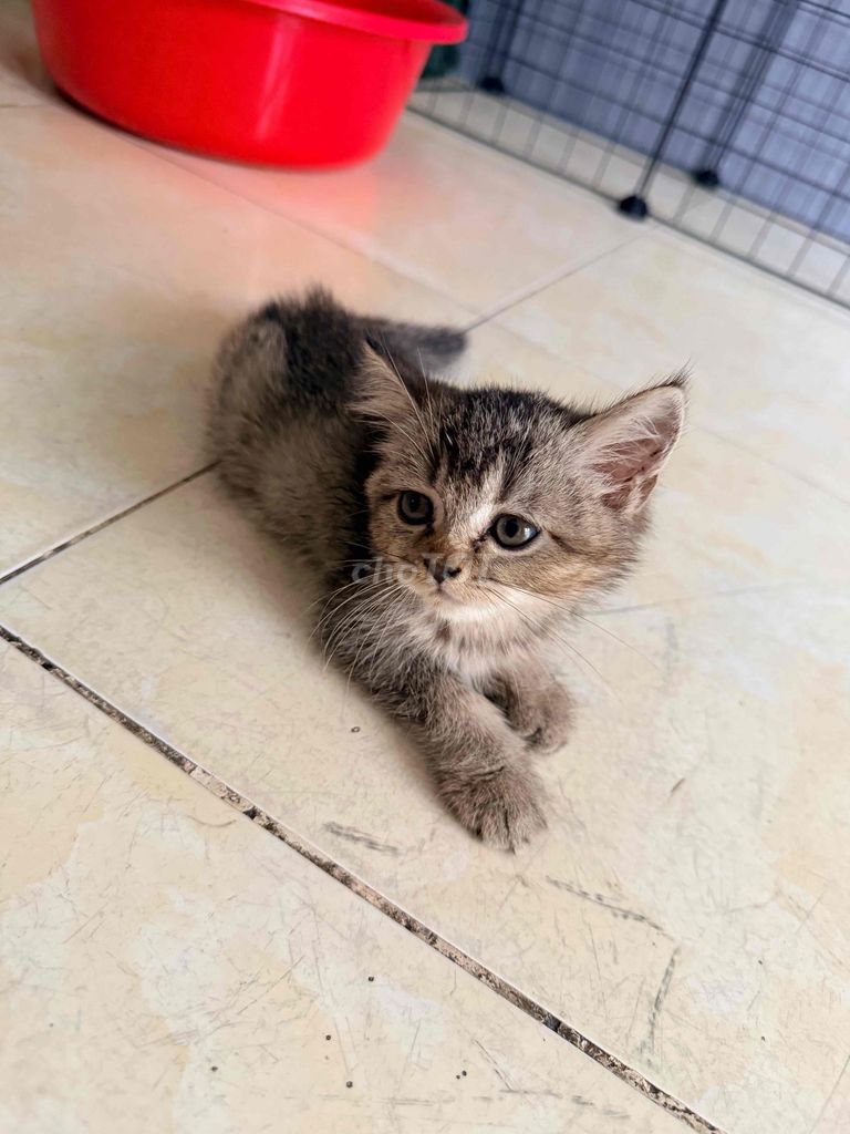 Mèo Vằn Cái. Mua bán Mèo tại Thành phố Thuận An Bình Dương được đăng bởi Thanh Trúc hình 1