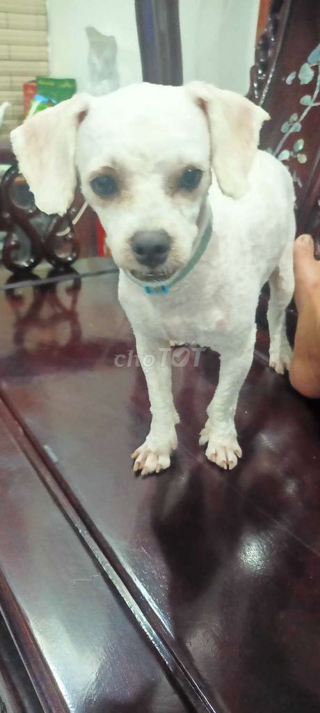 Chó Poodle đực Trắng 1 năm tuổi. Mua bán Chó tại Thành phố Phủ Lý Hà Nam được đăng bởi Trần Hiếu hình 1
