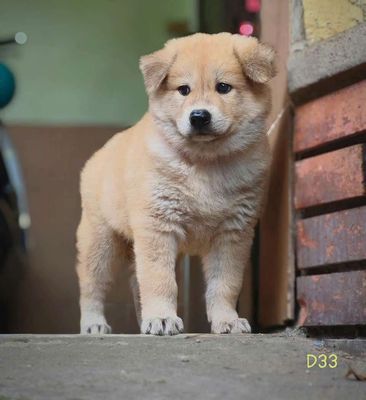 Chó Bắc Hà đực 2 tháng