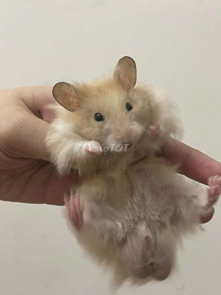 Chuột Hamster nhiều màu. Mua bán Thú cưng khác tại Quận 7 Tp Hồ Chí Minh được đăng bởi Pham Truong hình 1