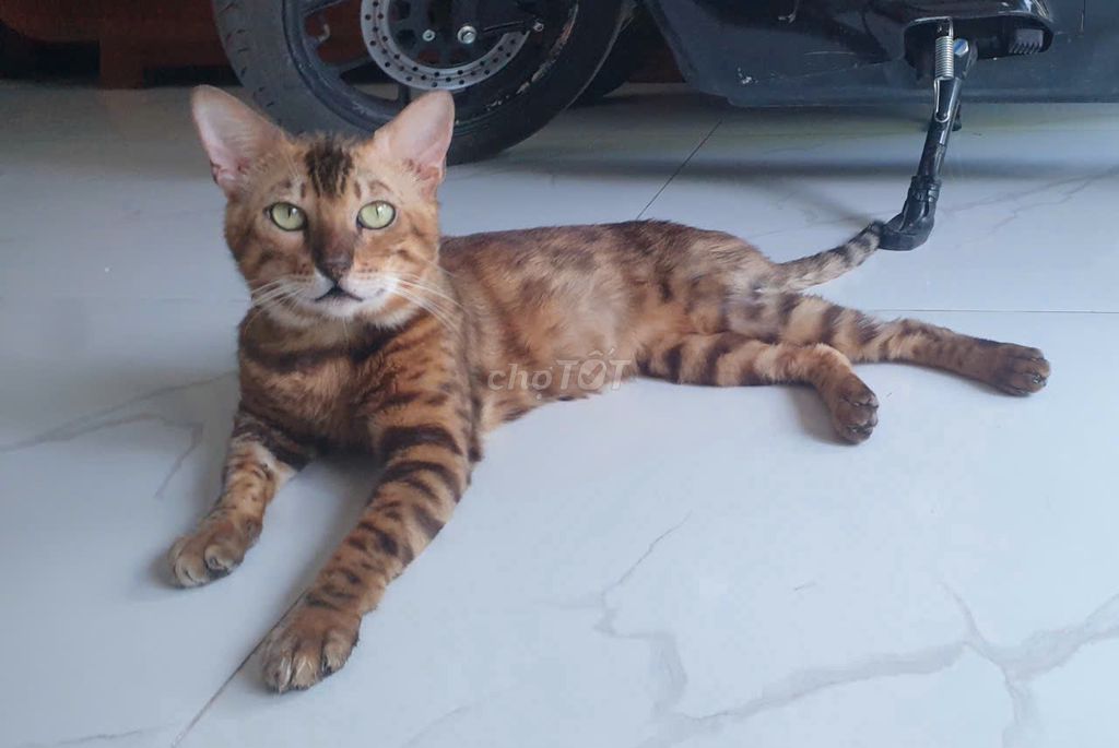 Tìm nhà mới cho bé Bengal Nâu đốm 13 tháng 5.5kg. Mua bán Mèo tại Quận Nam Từ Liêm Hà Nội được đăng bởi Dung Ty hình 1