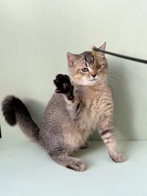 Mèo ALN black ticked cái - tiêm đủ - 5 th