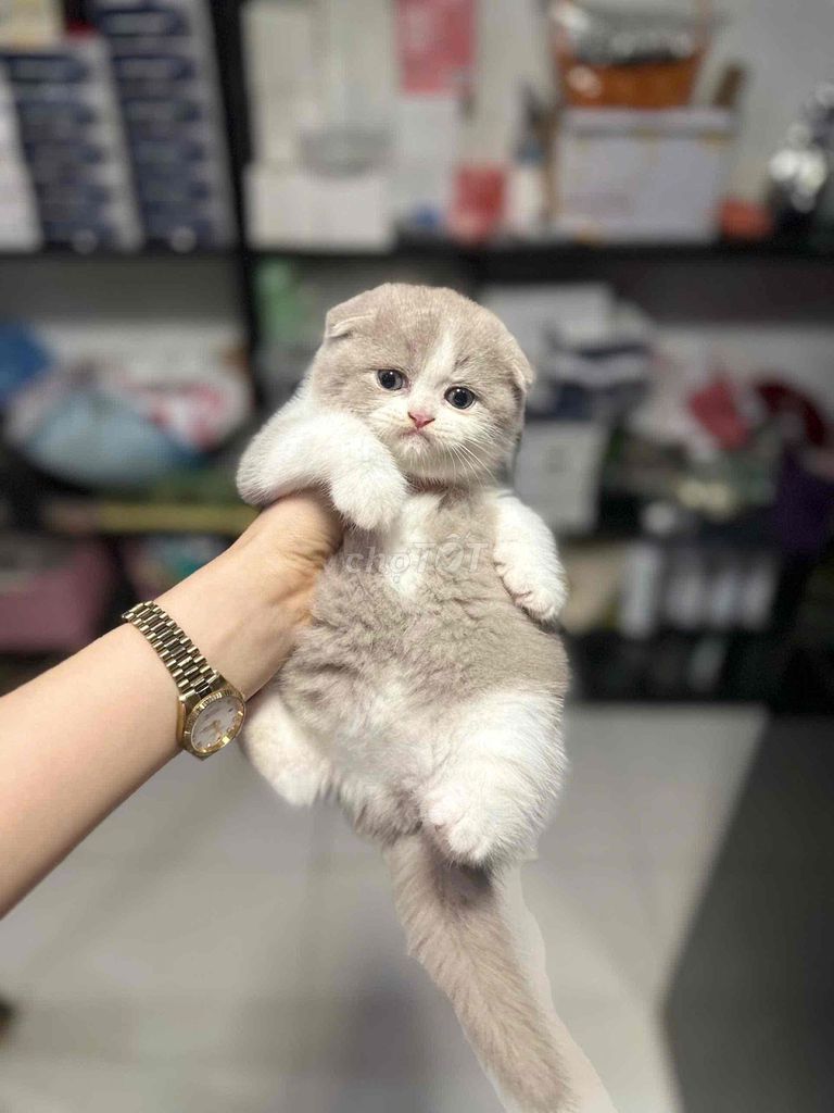 Mèo Tai cụp lilac. Mua bán Mèo tại Quận Hà Đông Hà Nội được đăng bởi vy hình 1