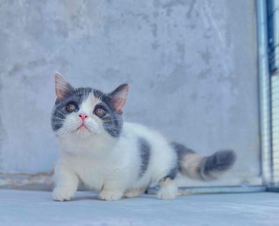 Mèo Munchkin Cái Tam Thể