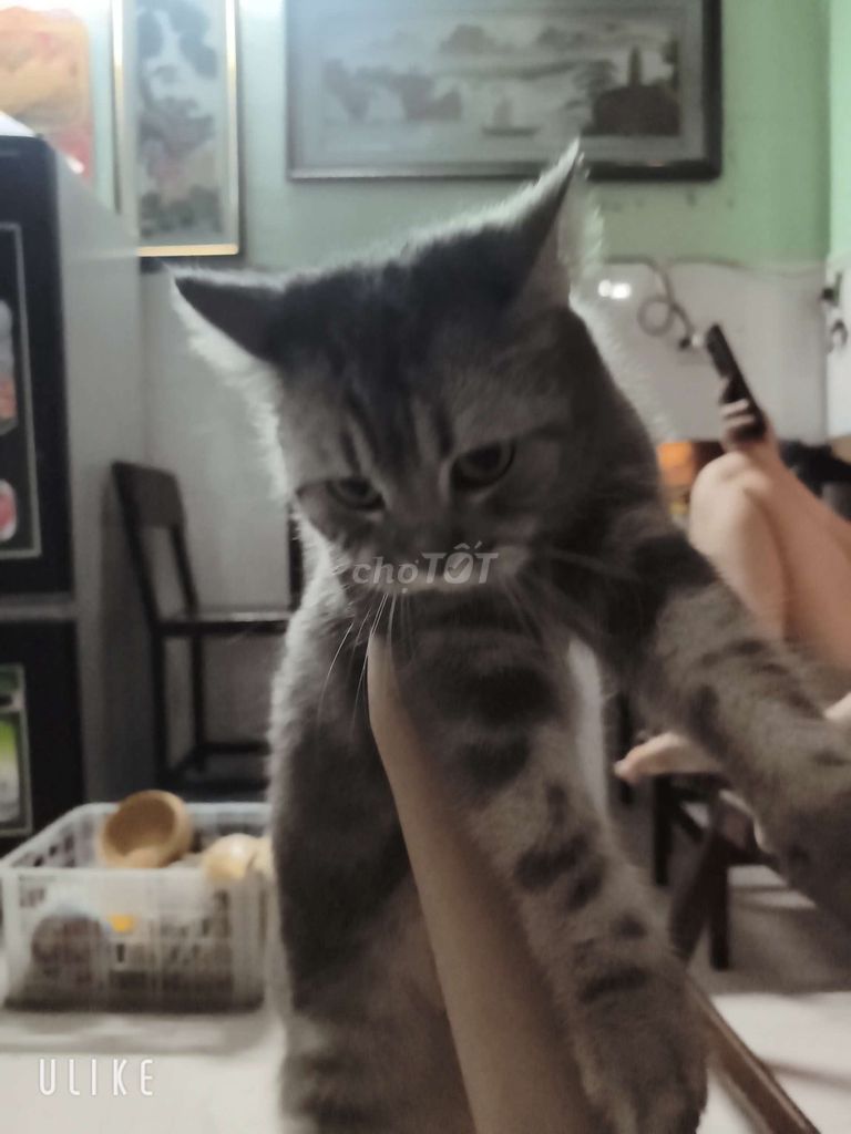 Mèo Anh lông ngắn Xám Hiền lành. Mua bán Mèo tại Quận Thanh Khê Đà Nẵng được đăng bởi Bùi phúc hình 1