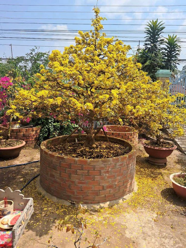 Mai vàng 5 cánh, mặt đế tựa kỳ lân!. Mua bán Cây cảnh, đồ trang trí tại Huyện Chợ Mới An Giang được đăng bởi Quốc Cường hình 1