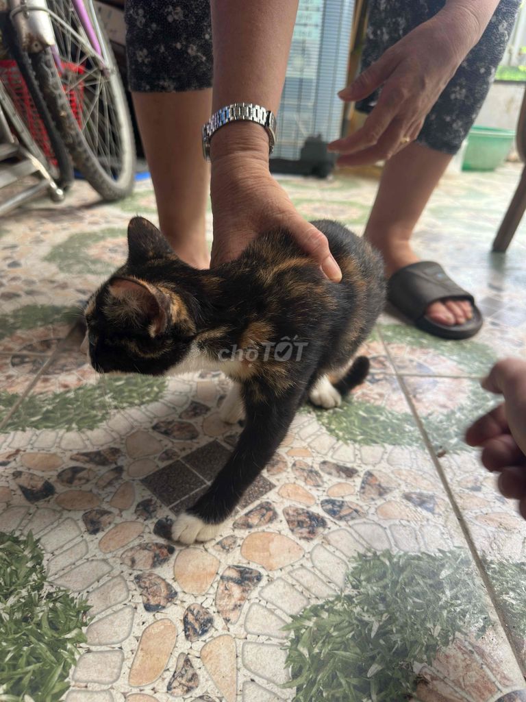 Mèo con Đực Tam Thể Khỏe Mạnh. Mua bán Mèo tại Thành phố Thủ Đức Tp Hồ Chí Minh được đăng bởi Phạm Hậu hình 1