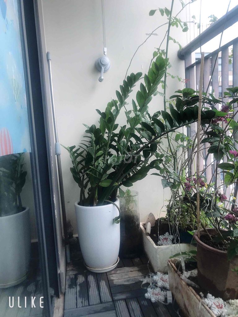 Cây cảnh Kim Tiền. Mua bán Cây cảnh, đồ trang trí tại Huyện Gia Lâm Hà Nội được đăng bởi David Giáp hình 1