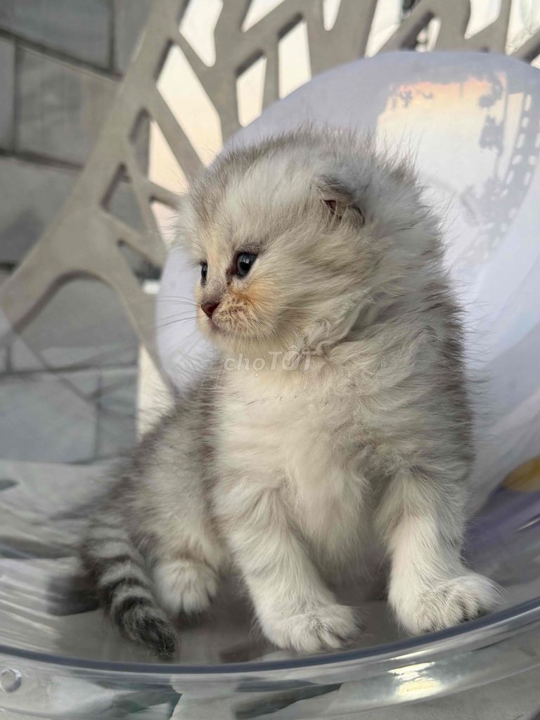 Mèo Ald Silver CÁI, Chân dài, tai cụp. Mua bán Mèo tại Thành phố Thủ Đức Tp Hồ Chí Minh được đăng bởi Hân hình 1