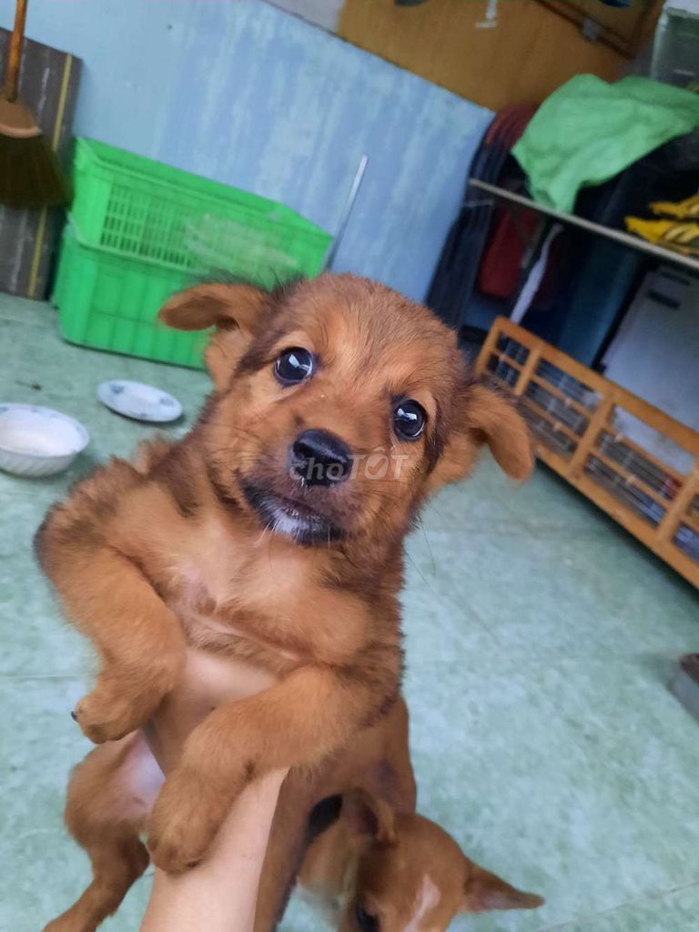 Chó Phú Quốc lai Begie cái 3.5 tháng Nâu Trắng. Mua bán Chó tại Quận Gò Vấp Tp Hồ Chí Minh được đăng bởi elysa nguyễn hình 1
