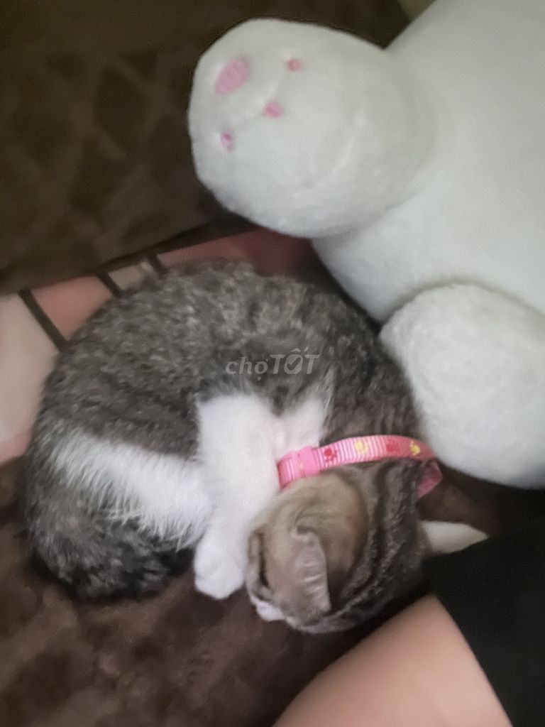 Mèo con giống Cam cả hai. Mua bán Mèo tại Huyện Nhà Bè Tp Hồ Chí Minh được đăng bởi huyền lê hình 1