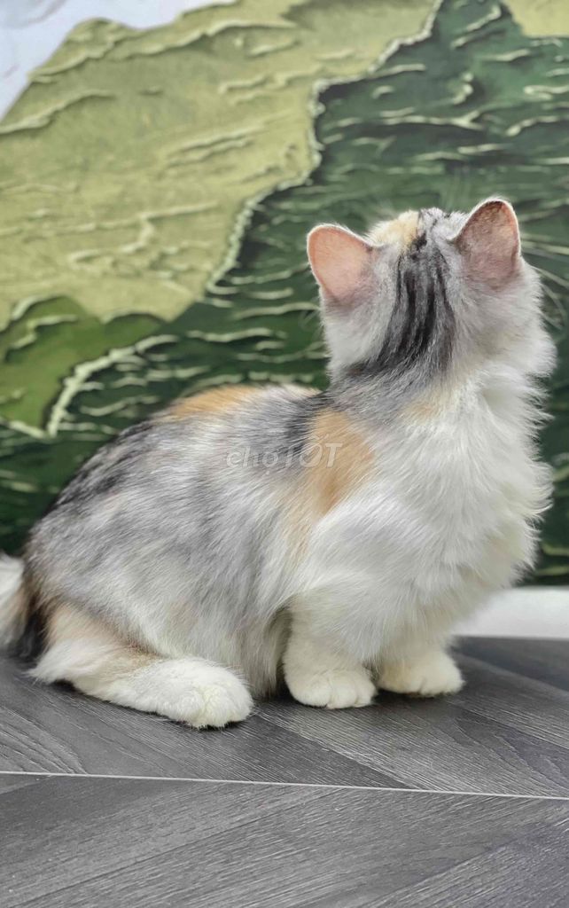 chân lùn màu tam thể. Mua bán Mèo tại Quận 12 Tp Hồ Chí Minh được đăng bởi Nhà Toàn Mèo hình 3