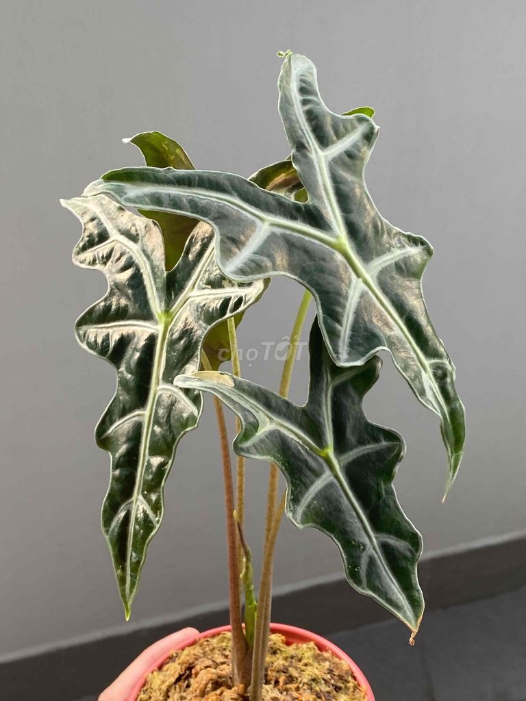 Cây cảnh để bàn Alocasia Mũi Tên . Mua bán Cây cảnh, đồ trang trí tại Quận Bình Tân Tp Hồ Chí Minh được đăng bởi Henry Garden hình 1